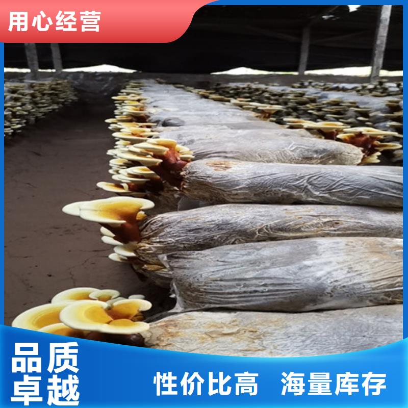 破壁灵芝孢子粉大规模厂家
