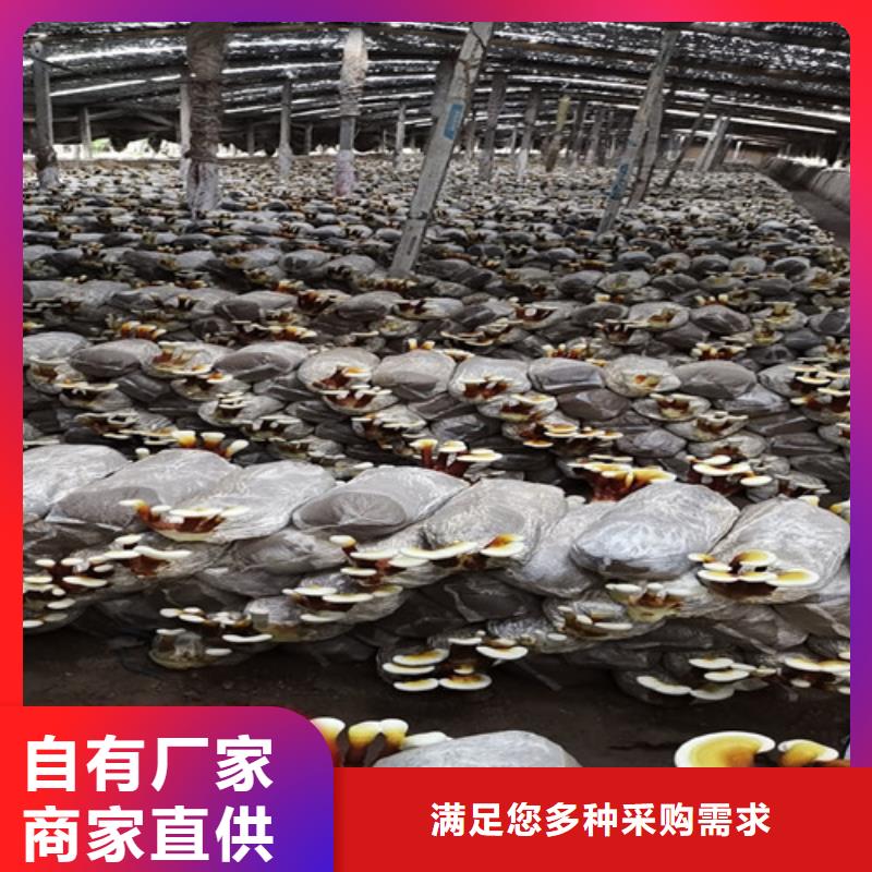 2025厂家直销##
灵芝超细粉##价格合理