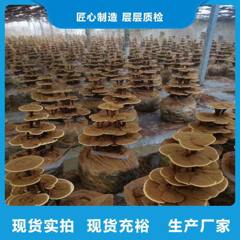 
灵芝粉_欢迎致电