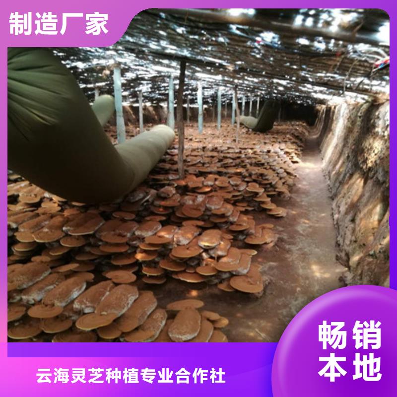 灵芝超细粉正规厂家生产