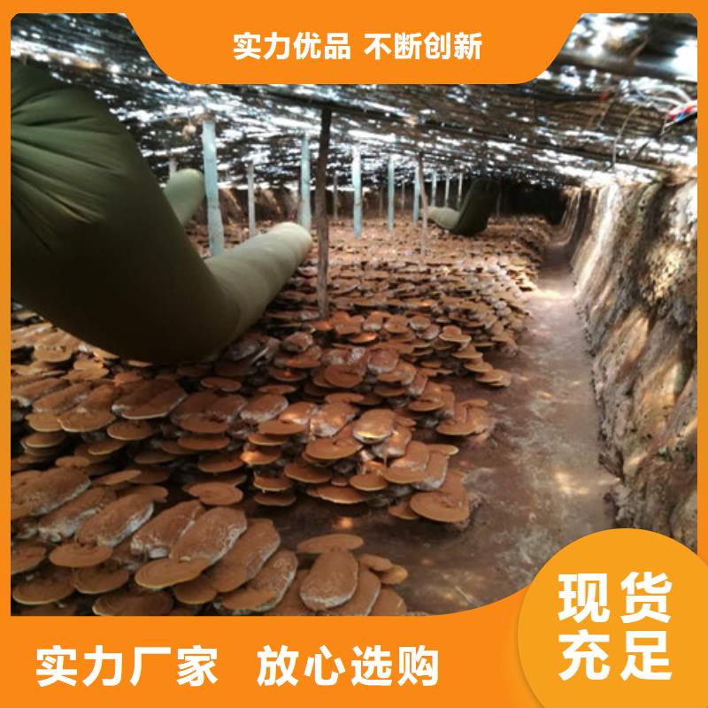 选
孢子灵芝【无中间商】