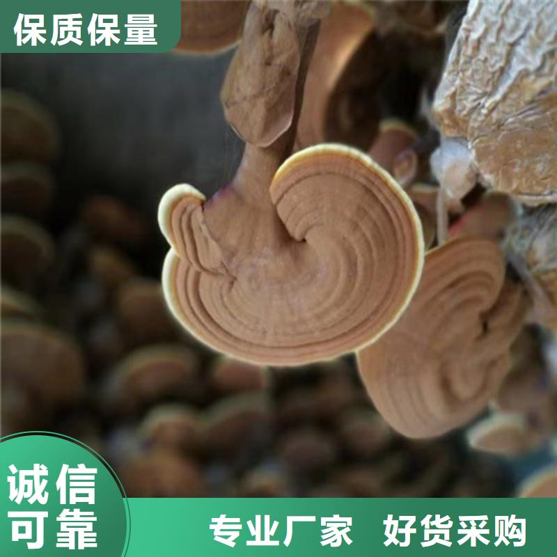 湿灵芝大量现货充足
