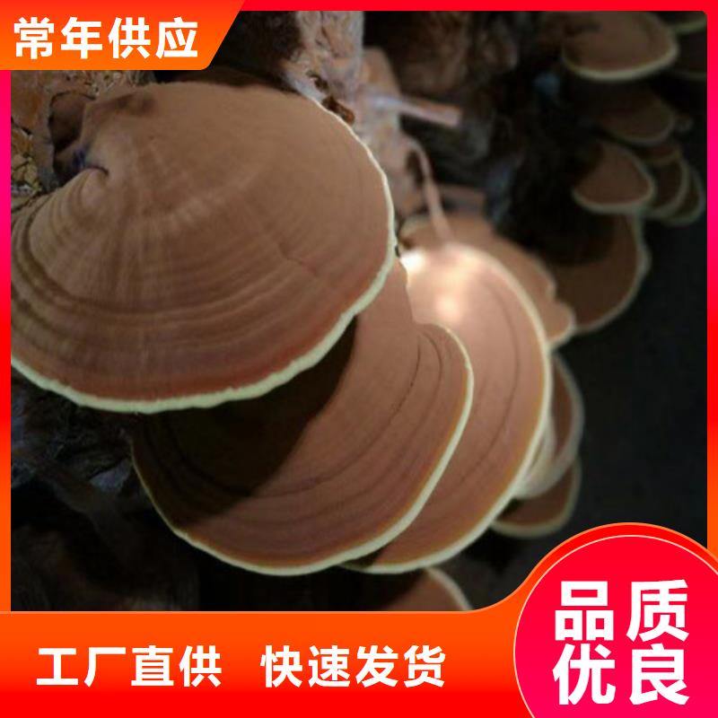 #破壁灵芝粉#供应商