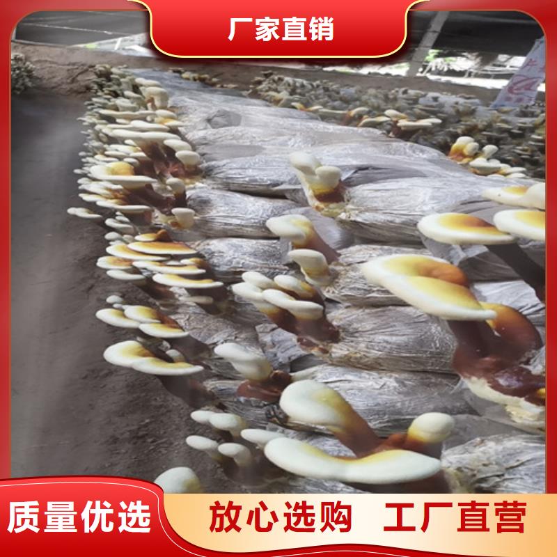 甄选：灵芝超微粉供应商
