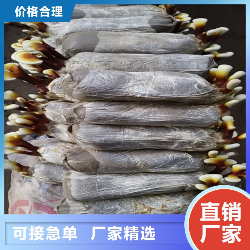 
灵芝粉新品促销