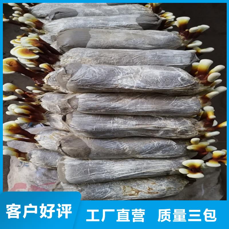 灵芝粉大品牌值得信赖