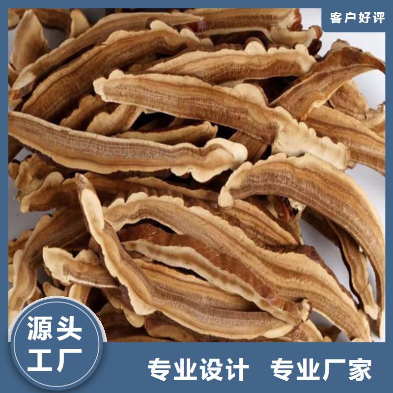 【图】灵芝白头厂家