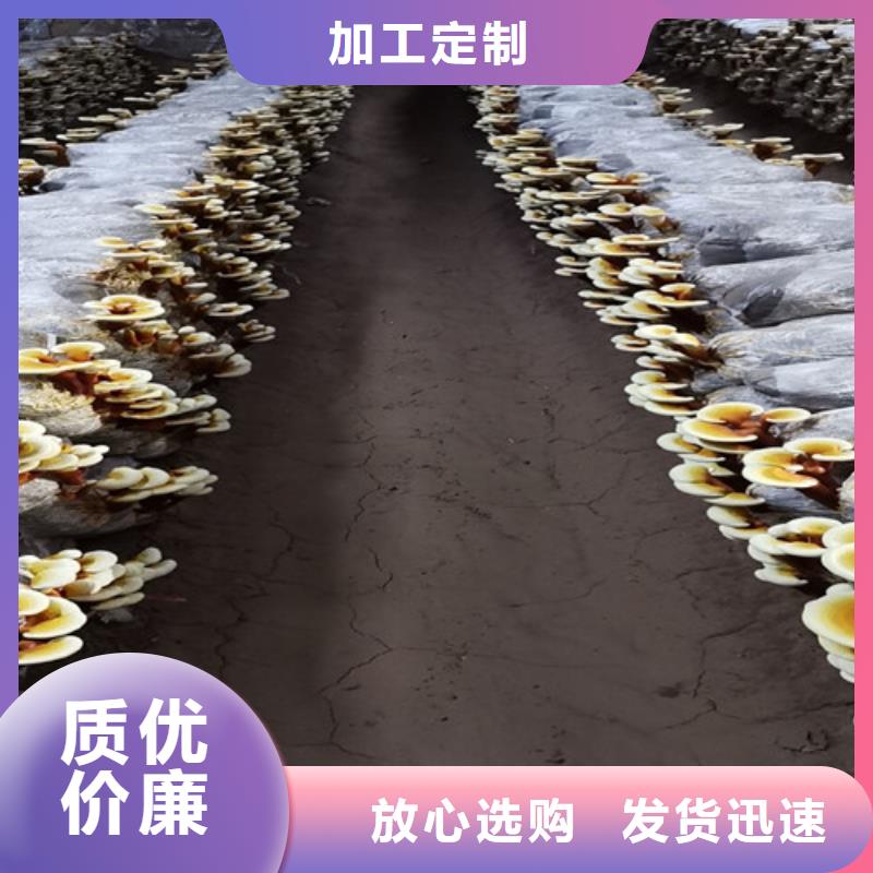 灵芝菌种出厂价