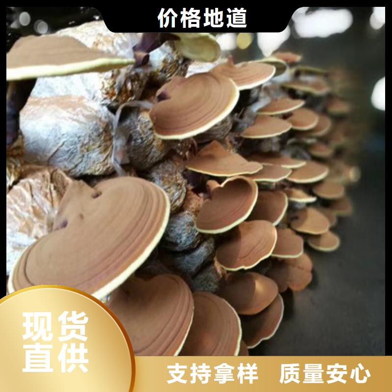 选
孢子灵芝【无中间商】