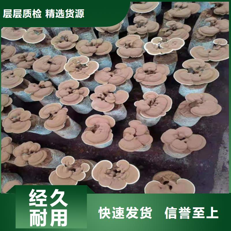 
孢子灵芝品质保证