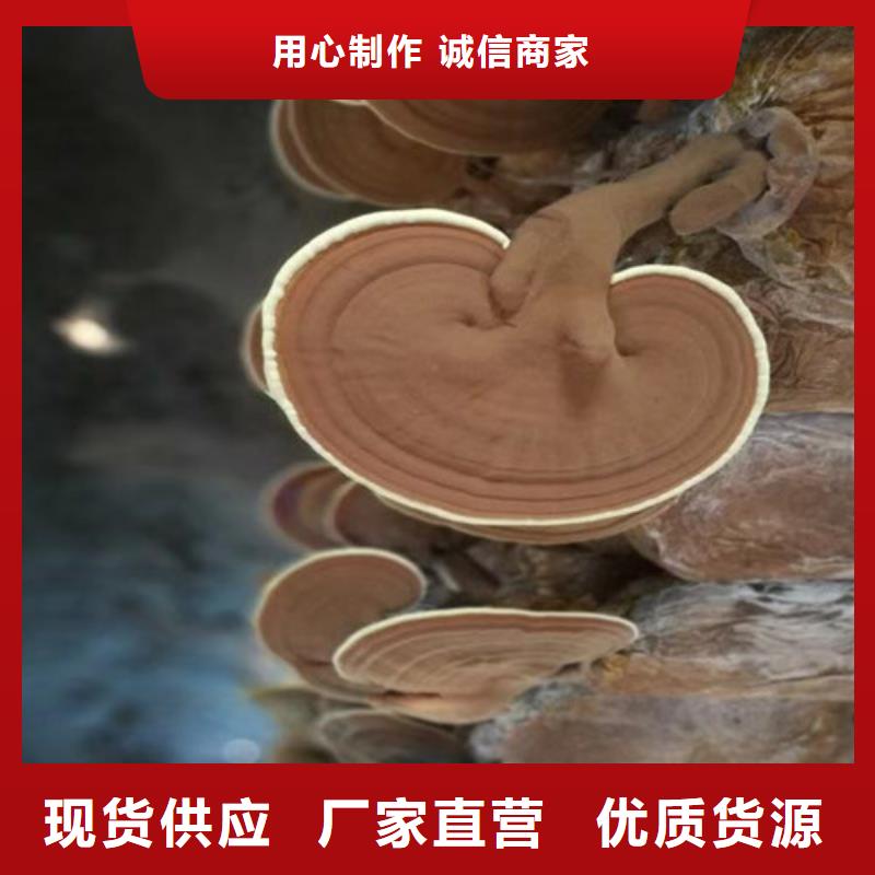 #灵芝切片#实力厂家