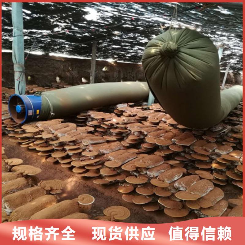 灵芝菌种出厂价