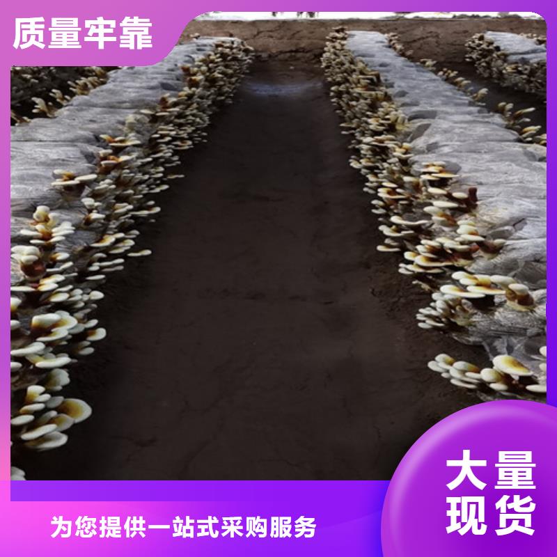 #破壁灵芝粉#供应商