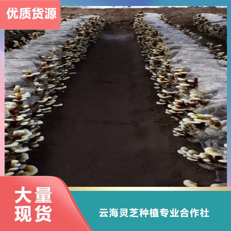 
灵芝孢子粉生产商