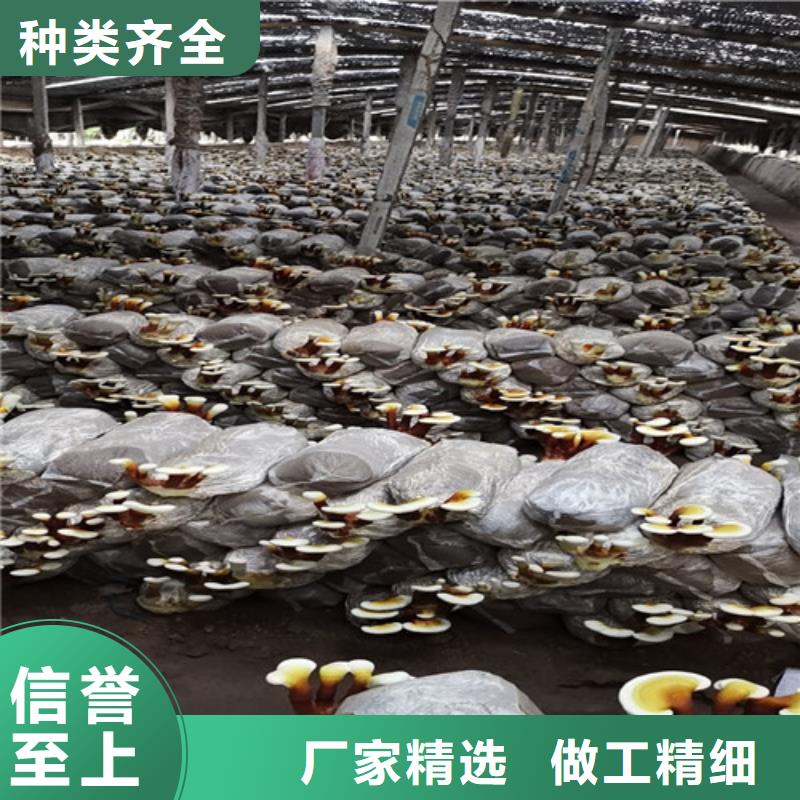 云海灵芝种植专业合作社灵芝超微粉
值得信赖