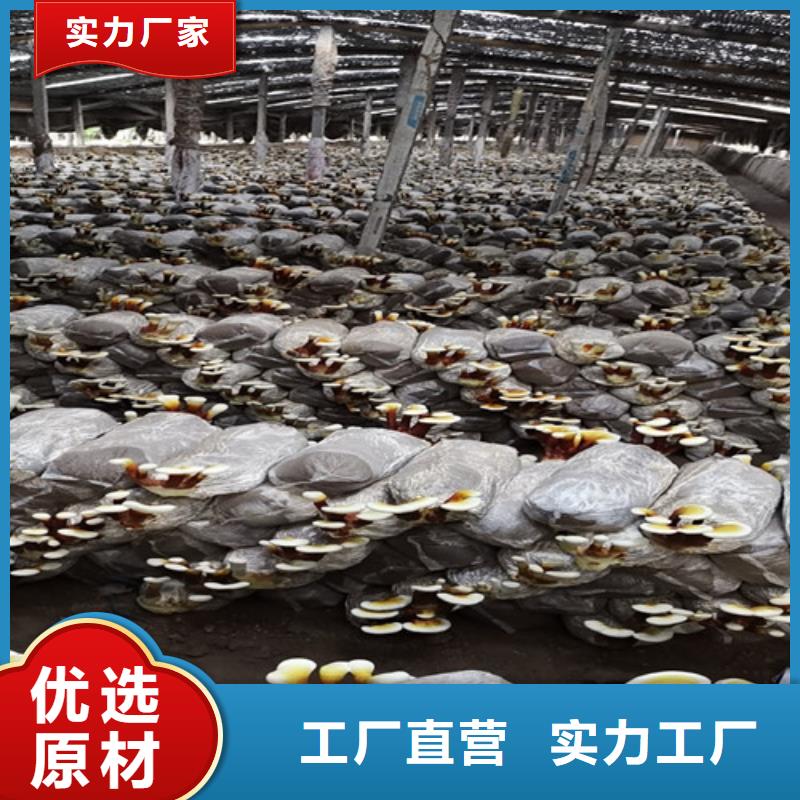 灵芝超微粉天天低价