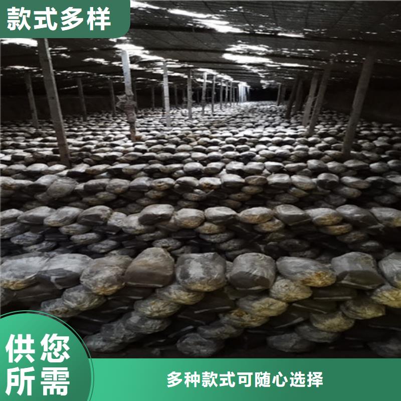 泡茶灵芝采购认准大厂