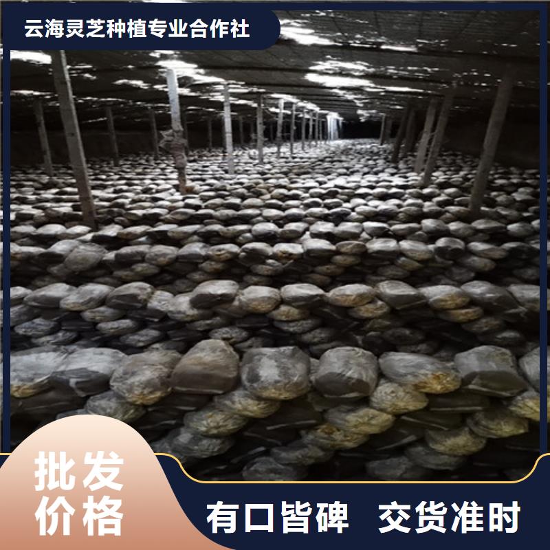 生产
灵芝超细粉的实力厂家