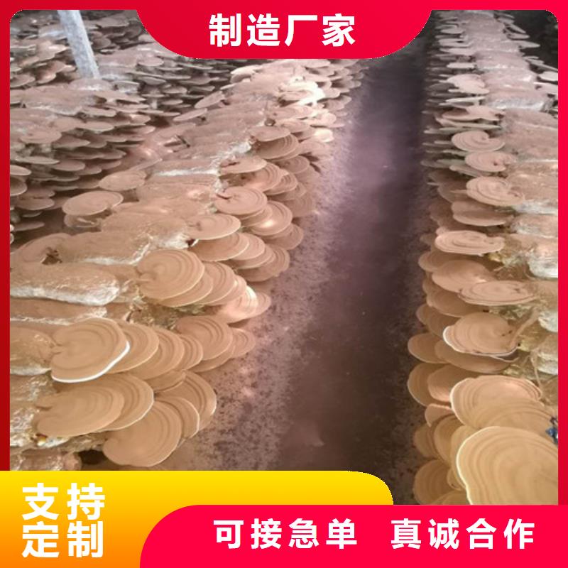 重信誉
孢子灵芝厂商