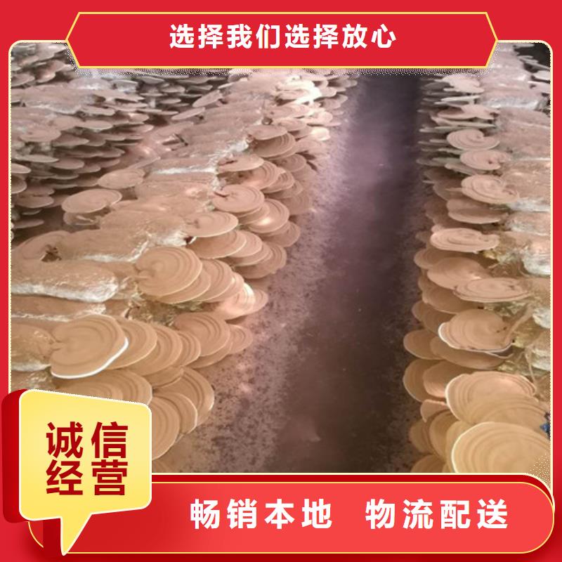 
灵芝粉_欢迎致电