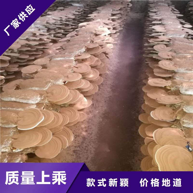 #灵芝切片#实力厂家