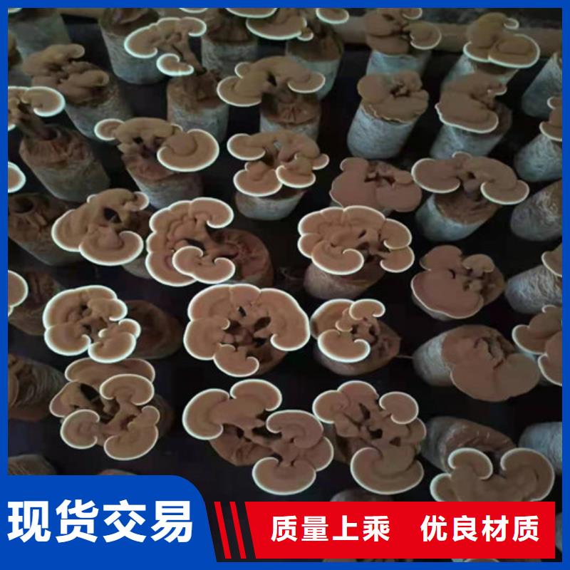 支持定制的灵芝白牙经销商