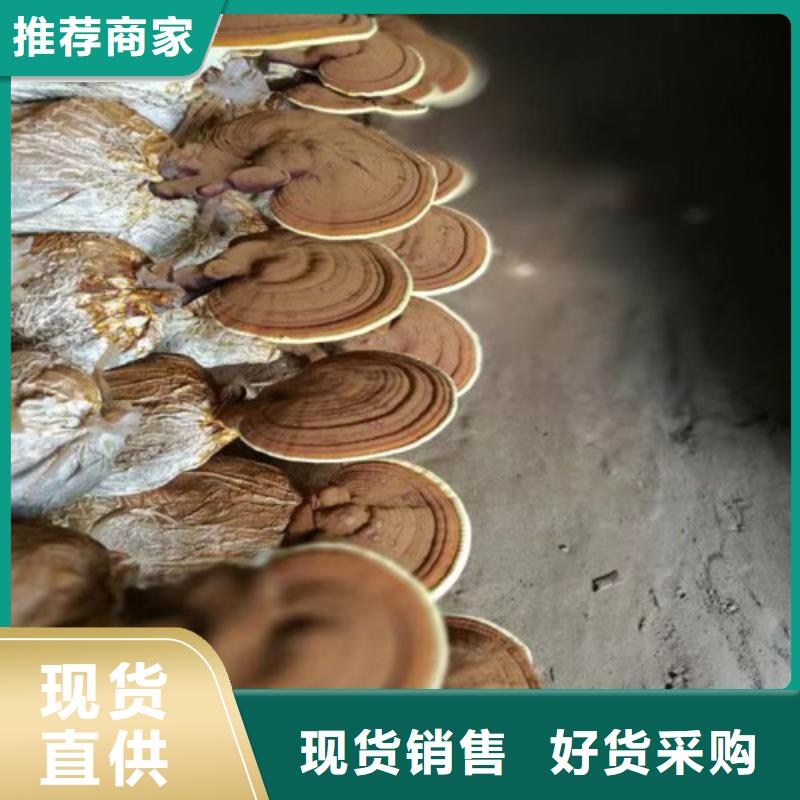 袋料灵芝、袋料灵芝生产厂家_大量现货