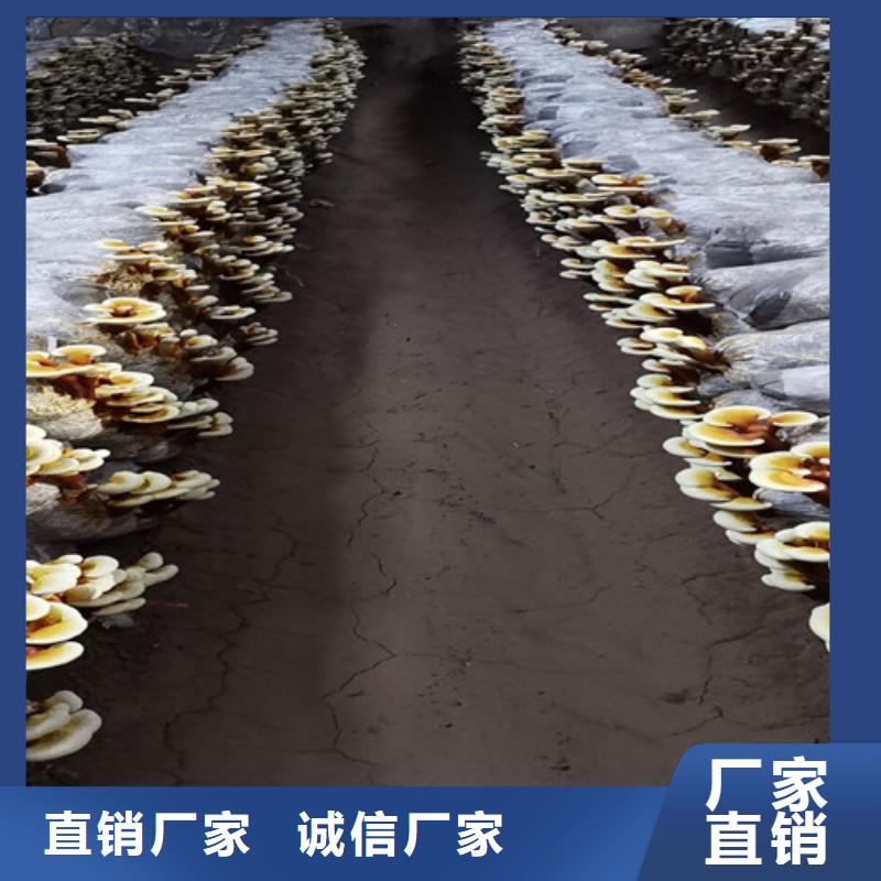 
孢子灵芝品质保证