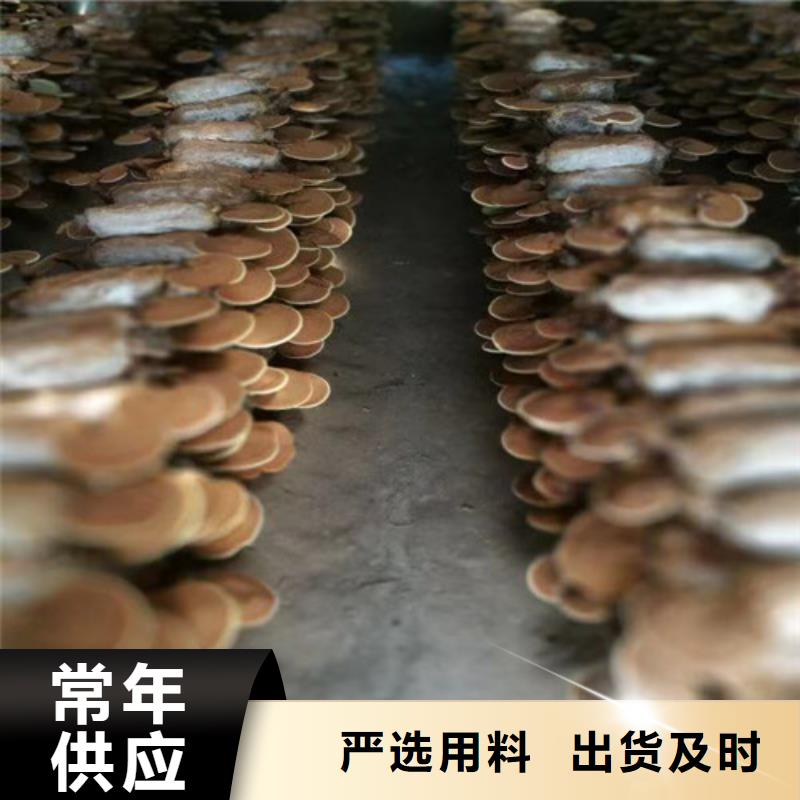 破壁灵芝孢子粉批发厂家价格优惠
