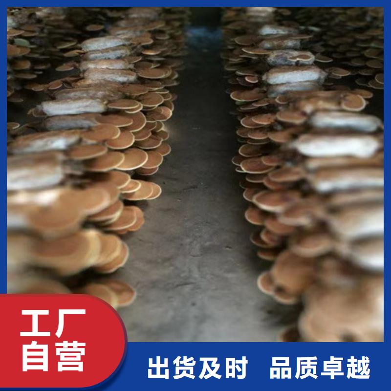 灵芝盆栽-灵芝盆栽品质保证