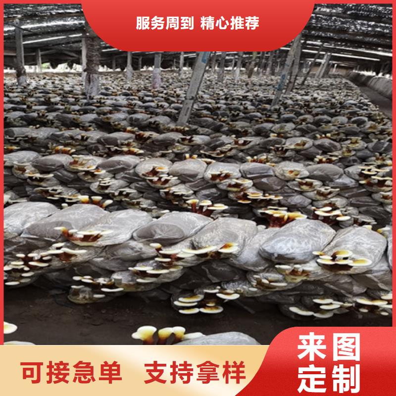 云海灵芝种植专业合作社灵芝超微粉
值得信赖