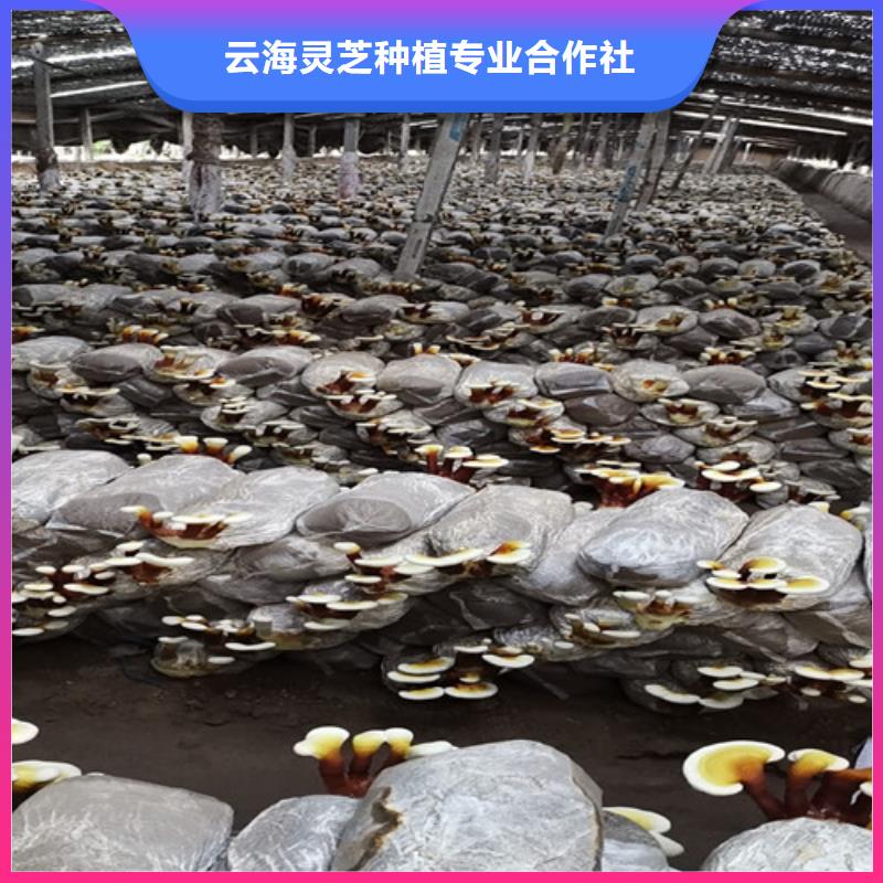 
灵芝孢子粉生产商