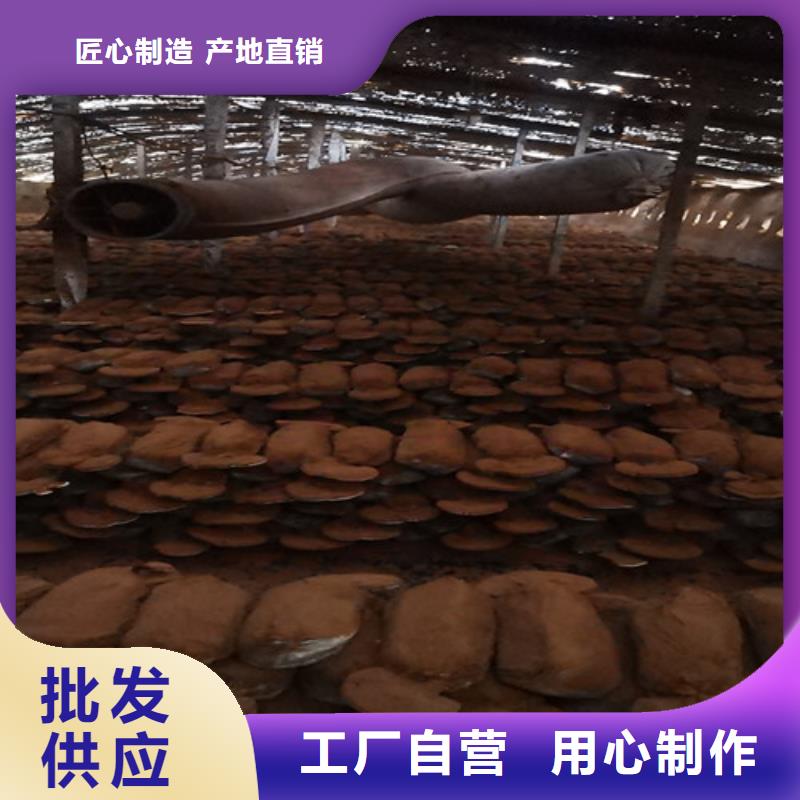 【图】
孢子灵芝厂家直销