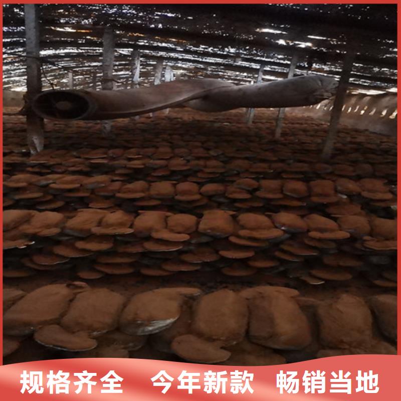 灵芝粉大品牌值得信赖