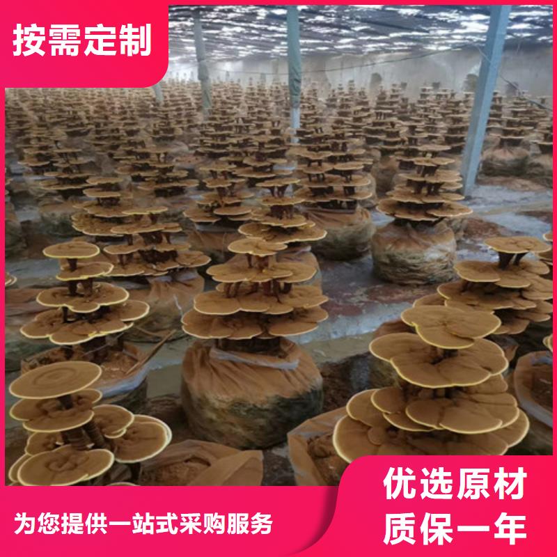 
灵芝粉-
灵芝粉批发
