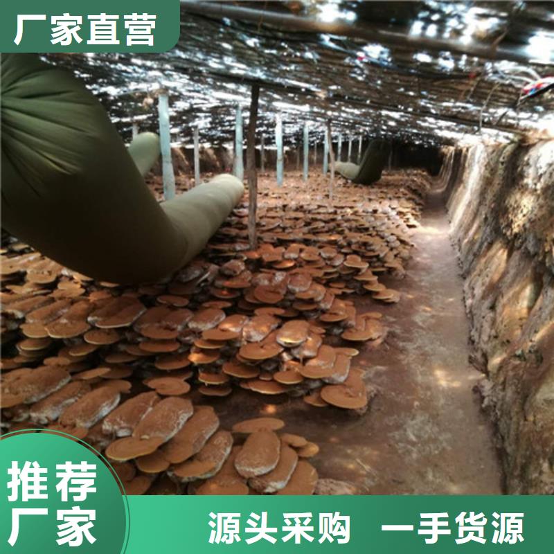 买灵芝孢子粉选择实体厂家