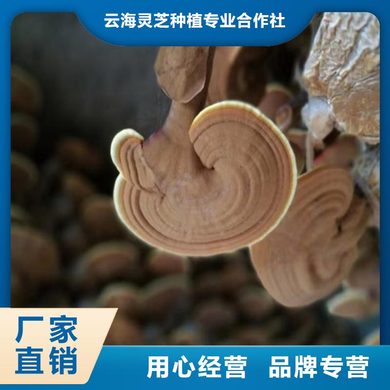 选
孢子灵芝【无中间商】