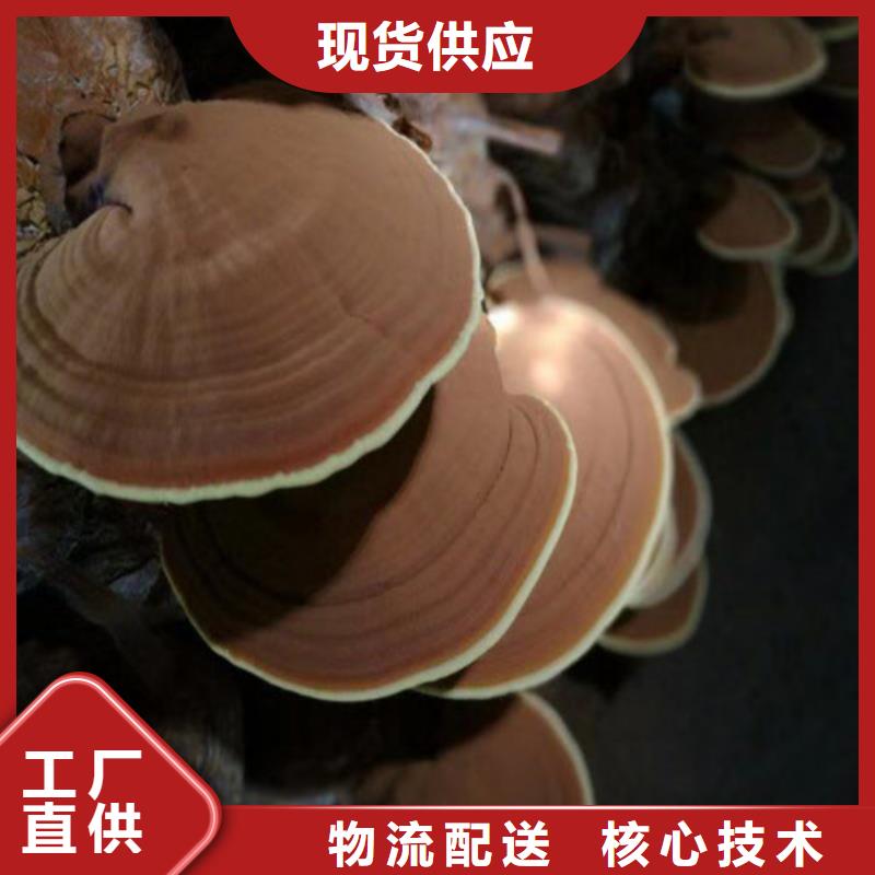 灵芝孢子粉自产自销