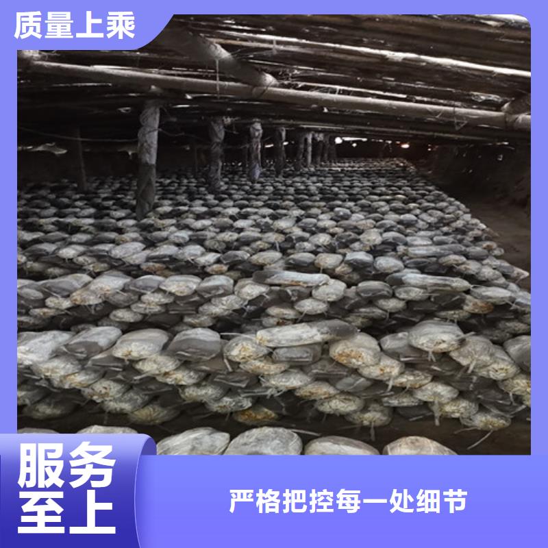 灵芝孢子粉自产自销