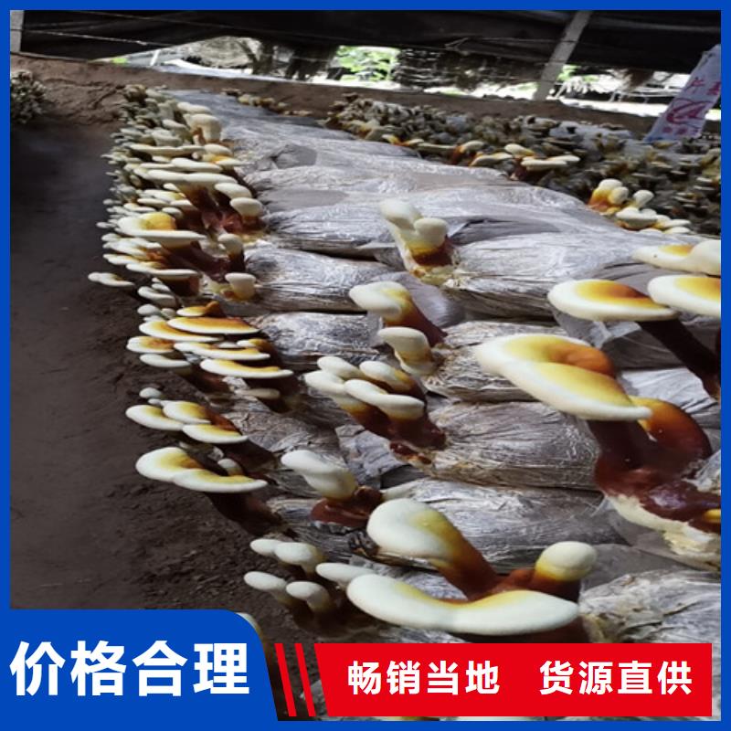 灵芝孢子粉自产自销