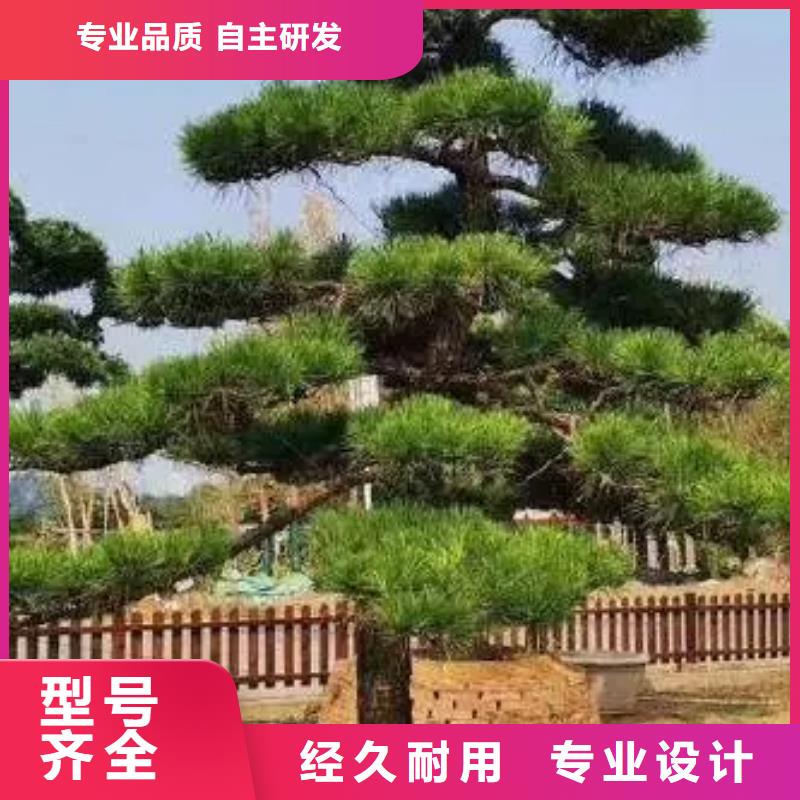 造型松公司地址
