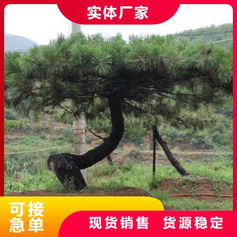造型松-【盆景】批发商