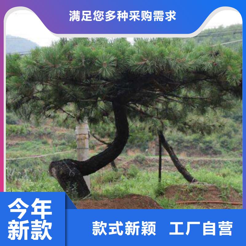 采购泰山迎客松必看-售后保证