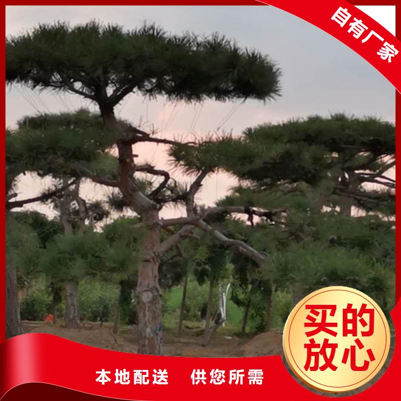  造型松工期短发货快