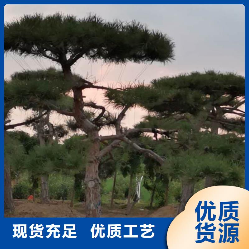  造型松实力厂家直销