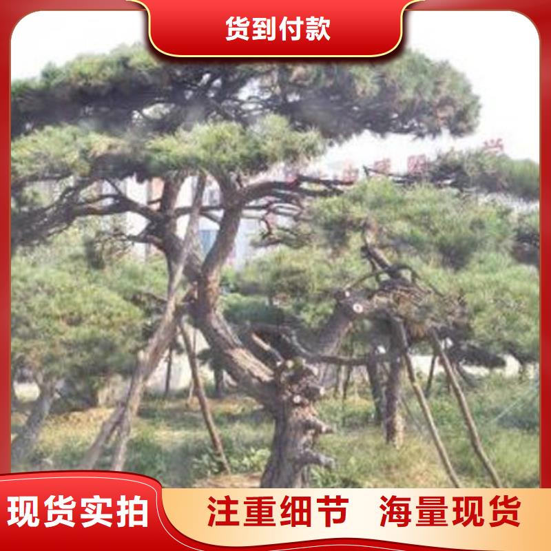 造型松大型古松自有生产工厂