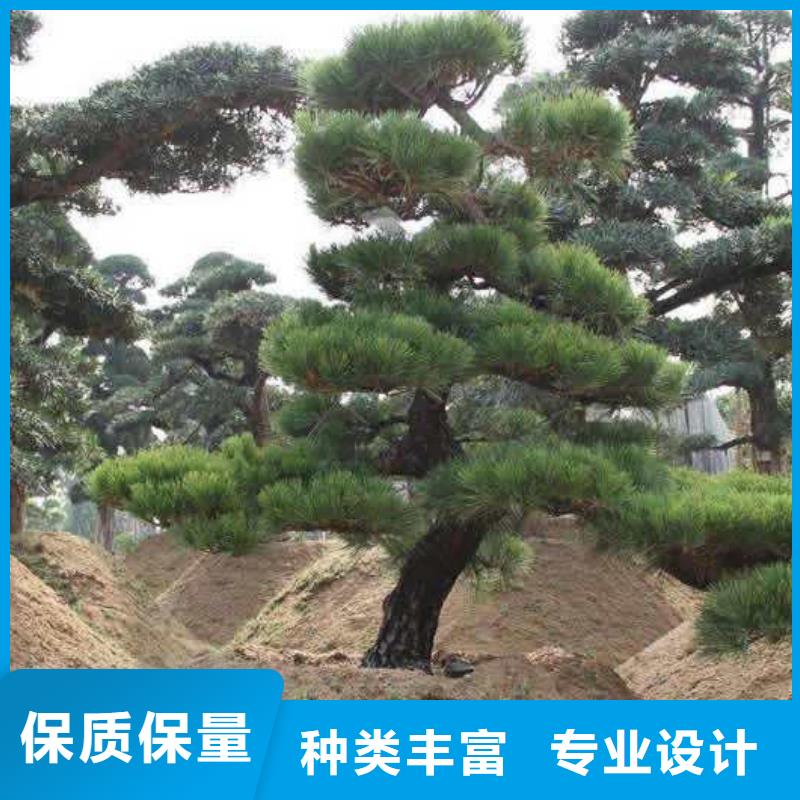 造型松松苗木一致好评产品