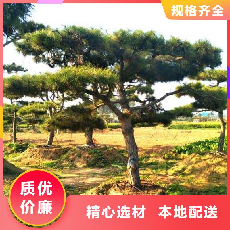 造型松,造型松价格满足客户所需