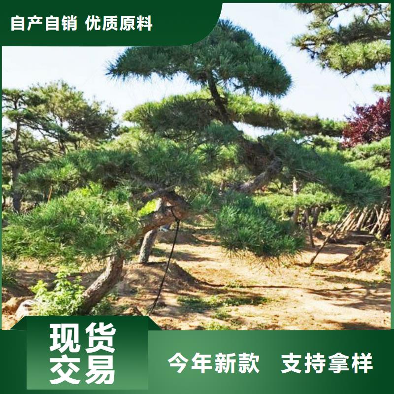【造型松古桩专业信赖厂家】