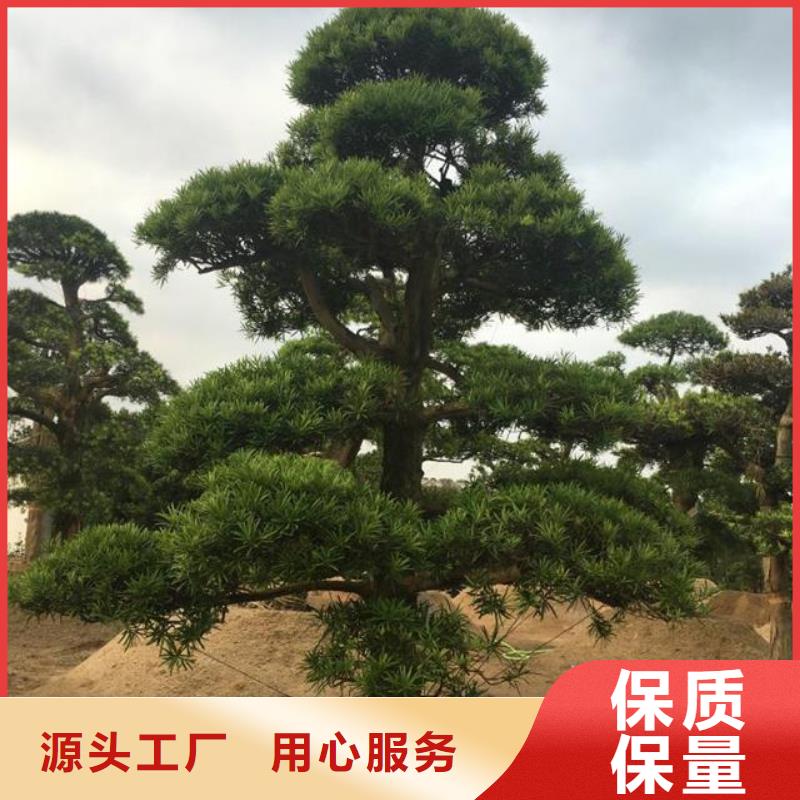 【造型松】 盆景专业生产品质保证